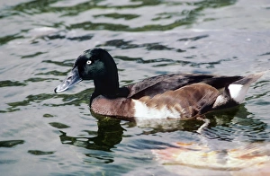 Baers pochard - male swimming Baers pochard - male swimming