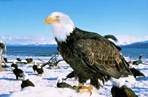 Prints of WAT-3672 BALD EAGLES - close-up in snow, standing in foreground, many Bald Eagles in background Haliaetus leucocephalus M Leucocephalus Prints: Bald Eagle Print - Close-up in Snow with Background Eagles
