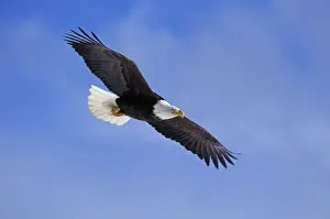 Bald Eagle Print - In Flight