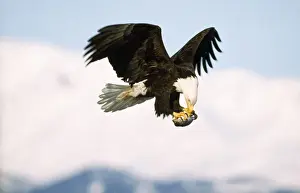 Haliaeetus Leucocephalus Pictures Prints: Bald Eagle - in flight with prey in claws