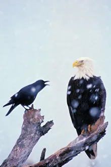 Bald Eagle - Being harassed by crow during winter snowstorm Bald Eagle - Being harassed by crow during winter snowstorm