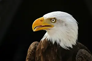 Bald Eagle Head Print
