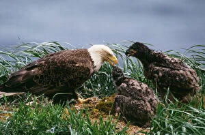 Images Dated 7th September 2006: Bald Eagle - at nest feeding young. Alaska