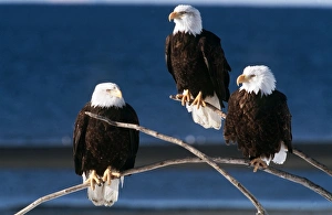 BALD EAGLE - x three, on three twigs BALD EAGLE - x three, on three twigs