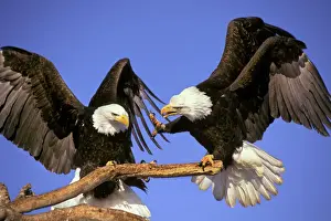 Prints of TOM-698 Bald Eagles - Squabble over perch Alaska, USA Haliaeetus leucocephalus Tom and Pat Leeson Please note that prints are for personal display purposes only and may not be reproduced in any way Leucocephalus Prints: Bald Eagles Print - Alaska Wildlife Scene