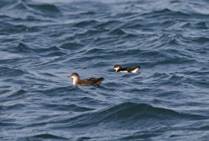 Balearic Shearwater and Manx Shearwater (Puffinus puffinus) on the sea Balearic Shearwater and Manx Shearwater (Puffinus puffinus) on the sea