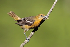 Baltimore Oriole - adult female in late spring Baltimore Oriole - adult female in late spring
