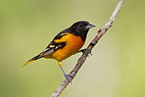 Baltimore Oriole - adult male in late spring Baltimore Oriole - adult male in late spring