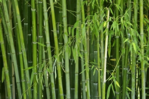 Bamboo - forest with densely packed stipes with almost only the stipes visible Bamboo - forest with densely packed stipes with almost only the stipes visible