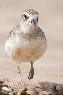 Banded Dotterel or Mountain Plover - front portait of adult in plain plumage strolling along beach Banded Dotterel or Mountain Plover - front portait of adult in plain plumage strolling along beach