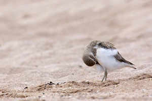 Banded Dotterel or Mountain Plover - on sandy beach arranging its plumage Banded Dotterel or Mountain Plover - on sandy beach arranging its plumage
