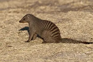 Images Dated 27th July 2009: Banded Mongoose Print - Sitting Namibia
