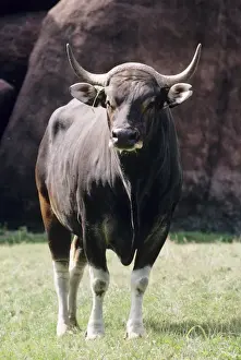 Banteng Print: Endangered Borneo Bos javanicus