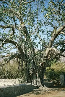 Ardea Wildlife Prints: Banyan Tree