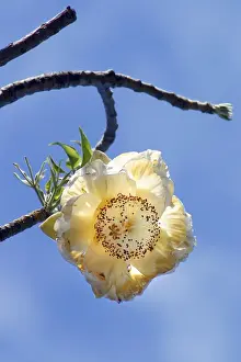 Baobab Tree - Flower Print