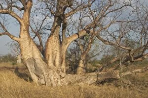 Images Dated 5th October 2004: Baobab Tree with multiple trunks - Known as Boab Tree in Australia where it is the only species