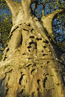 Baobab Trunk Print (Adansonia digitata)