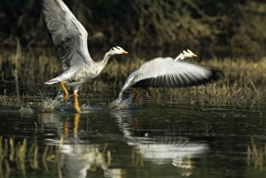 Bar-headed Geese - taking-off Bar-headed Geese - taking-off