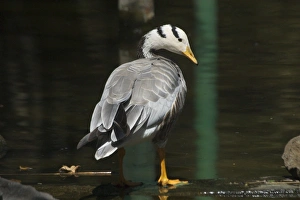 Bar-headed Goose - Standing at waters edge Bar-headed Goose - Standing at waters edge