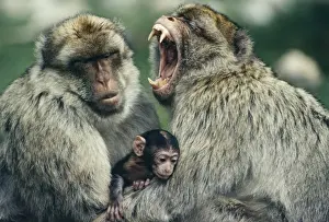 Jean Paul Ferrero Photography Prints: Barbary Apes - Males using newborn to avoid aggression between them