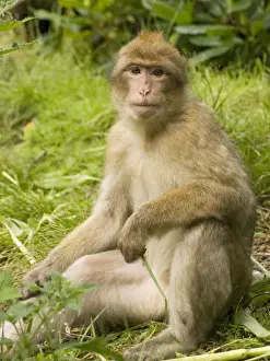 Primate Photography Prints: Barbary Macaque