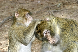 Barbary macaque / ape or rock ape - female grooming male Barbary macaque / ape or rock ape - female grooming male