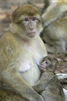 Barbary macaque / ape or rock ape - female suckling young Barbary macaque / ape or rock ape - female suckling young