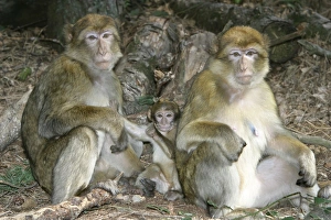 Barbary macaque / ape or rock ape - females and young Barbary macaque / ape or rock ape - females and young