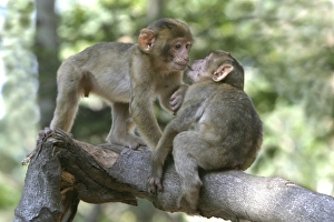 Barbary macaque / ape or rock ape - young playing Barbary macaque / ape or rock ape - young playing