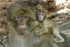 Barbary Macaque / Barbary Ape / Rock Ape - male with baby Barbary Macaque / Barbary Ape / Rock Ape - male with baby