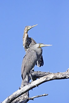 Bare-throated Tiger Heron. Adult front and immature rear Bare-throated Tiger Heron. Adult front and immature rear