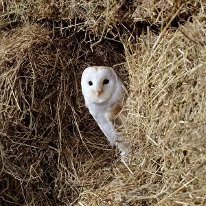 Barn Owl Print - Tyto alba Perched on Hay