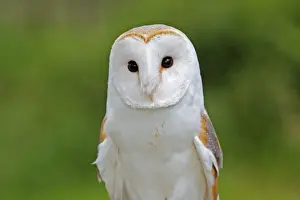 Barn Owl Print (Tyto alba) - M. Watson, WAT-15962