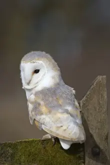 Barn Owl UK Prints: Barn Owl - Cornwall - UK