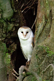 Images Dated 27th October 2006: Barn Owl - at entrance of nesting hole, Northumberland, UK