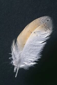 Images Dated 11th August 2005: Barn Owl Feather