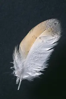 Prints of JD-16521 Barn Owl FEATHER Tyto Alba John Daniels Please note that prints are for personal display purposes only and may not be reproduced in any way. Images Dated 2005 August: Barn Owl Feather Print (Tyto Alba) JD-16521