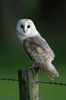 Images Dated 29th May 2005: Barn Owl - Sitting on post Northumberland, England