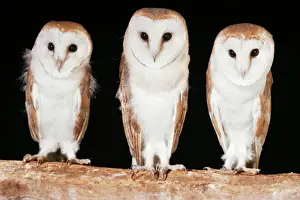 Barn Owl Print - A Single Barn Owl in Flight