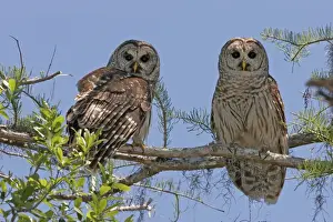 Jim Zipp Photography Prints: Barred Owl