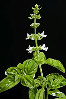 Plain Background Photos Prints: Basil - in flower