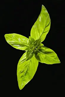 Herb Photography Prints: Basil - leaves