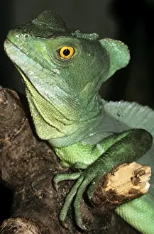 Wildlife Reptiles Prints: Basilisk