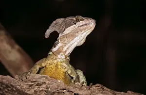 Wildlife Photography Prints Online Prints: Basilisk Lizard