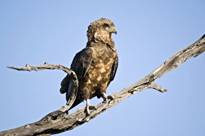 Bateleur - Close up of immature bird on dead branch Bateleur - Close up of immature bird on dead branch