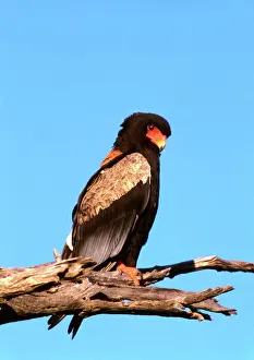 Prints of CRH-1066 The Bateleur Eagle Botswana Terapothius ecaudatus Chris Harvey Please note that prints are for personal display purposes only and may not be reproduced in any way. Accipitriformes Prints: The Bateleur Eagle Print - Botswana CRH-1066