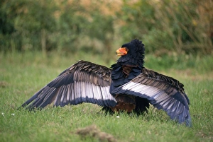 Bateleur EAGLE - Wings extended Bateleur EAGLE - Wings extended