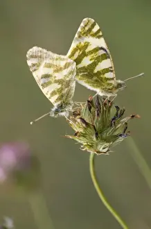 Duncan Usher Photographer Prints: Bath White Butterfly - couple copulating