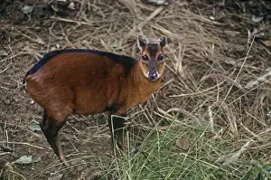 African Antelope Images Prints: Bay Duiker