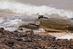 Beach Stone-curlew / Beach Thick-knee Beach Stone-curlew / Beach Thick-knee